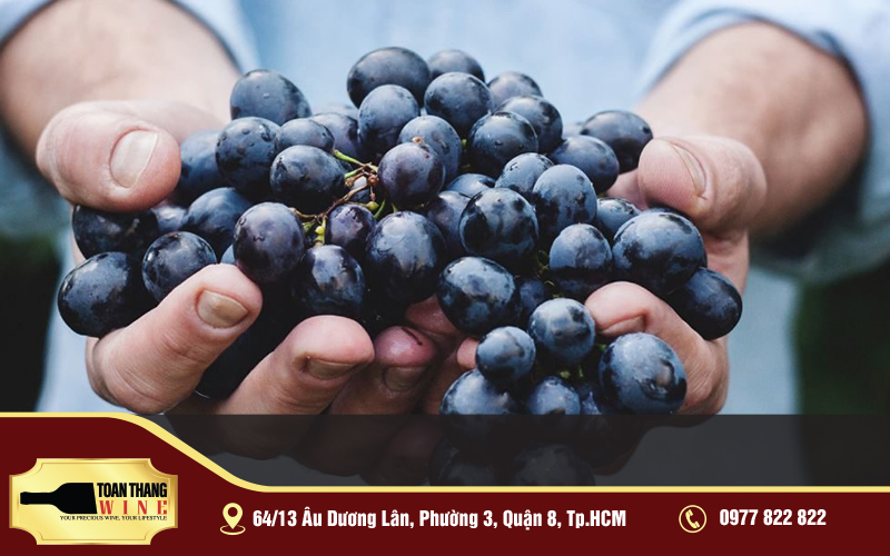 quá trình lên men làm rượu vang