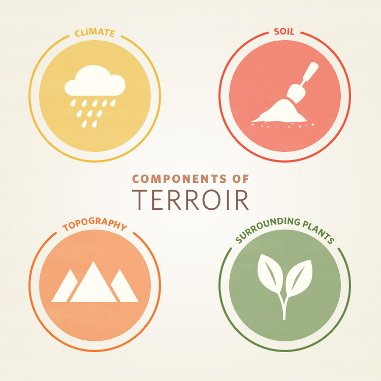 4 yếu tố nói về terroir
