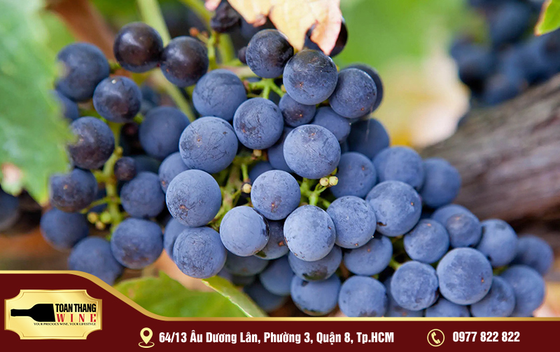Syrah Giống nho shiraz