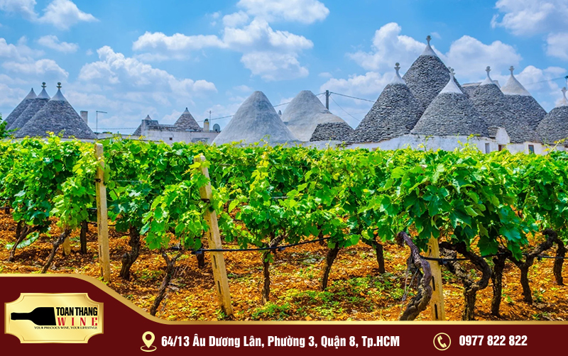 vùng rượu vang puglia ý