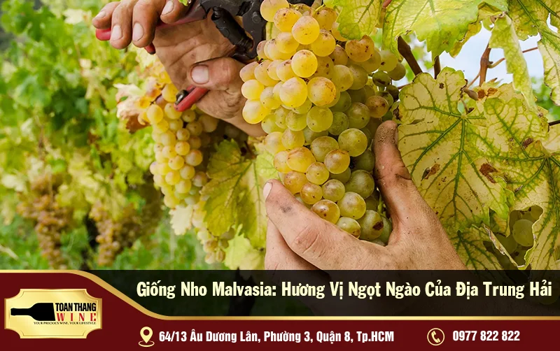 Giống Nho Malvasia: Hương Vị Ngọt Ngào Của Địa Trung Hải