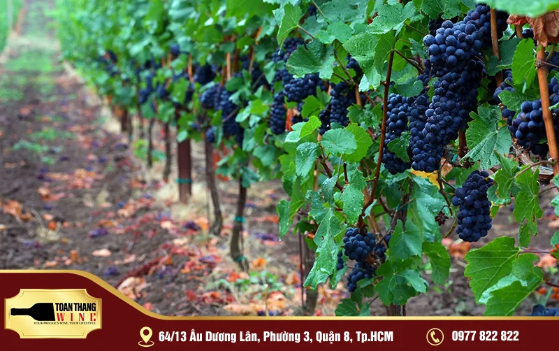 Giống Nho Malvasia: Hương Vị Ngọt Ngào Của Địa Trung Hải