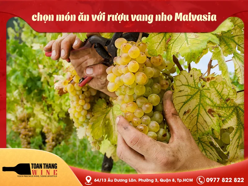 Cách chọn món ăn với rượu vang nho Malvasia
