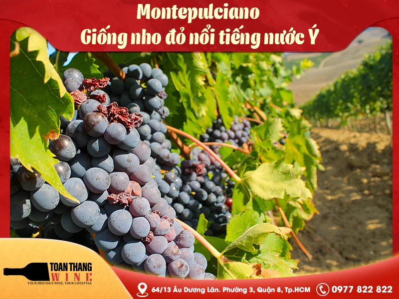 Montepulciano – Giống nho đỏ nổi tiếng nước Ý