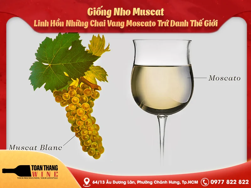 Giống Nho Muscat: Linh Hồn Những Chai Vang Moscato Trứ Danh Thế Giới