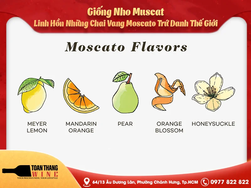 Giống Nho Muscat: Linh Hồn Những Chai Vang Moscato Trứ Danh Thế Giới