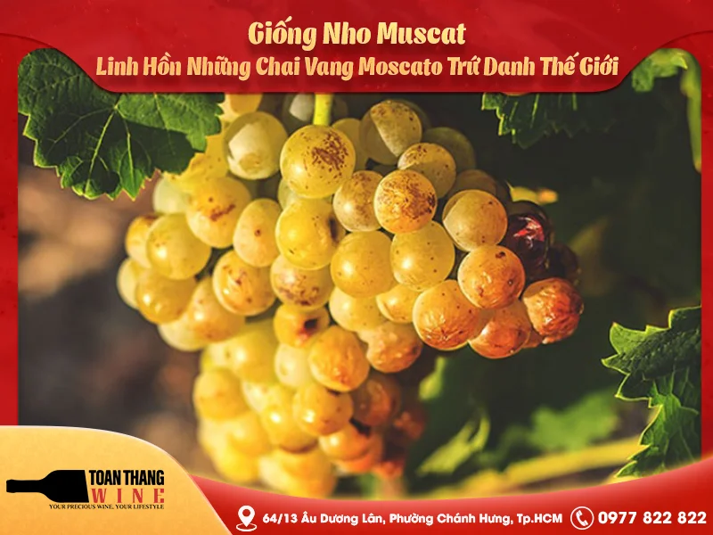 Giống Nho Muscat: Linh Hồn Những Chai Vang Moscato Trứ Danh Thế Giới