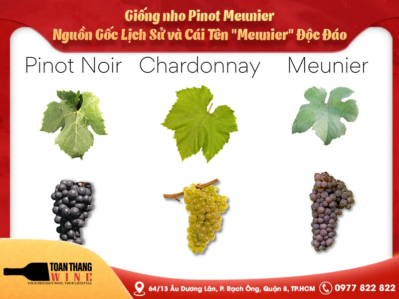 Giống nho Pinot Meunier: Lịch sử hình thành