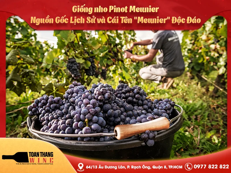 Giống nho Pinot Meunier: Lịch sử hình thành