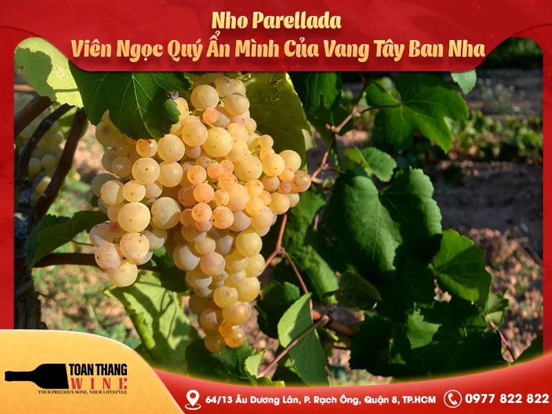 Nho Parellada: Khám Phá Viên Ngọc Quý Ẩn Mình Của Xứ Sở Rượu Vang Tây Ban Nha